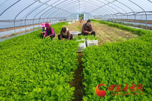 大棚里忙出幸福年——隴南武都蔬菜產(chǎn)業(yè)新春新景