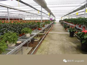 常見(jiàn)的溫室大棚供暖設(shè)備